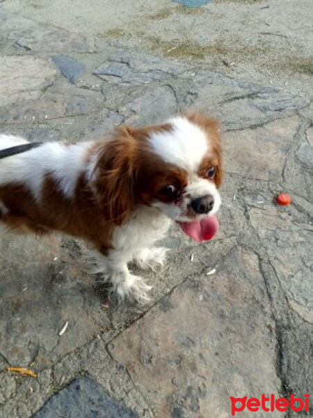 Cavalier King Charles Spanieli, Köpek  Melila fotoğrafı