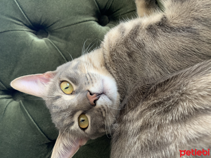 Soke, Kedi  Ares fotoğrafı