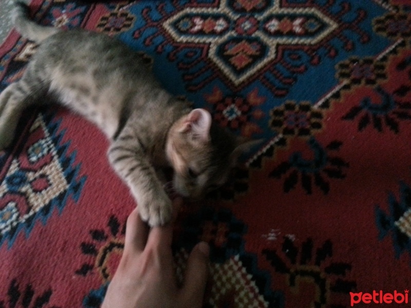 Egyptian Maular, Kedi  Minnoş  fotoğrafı
