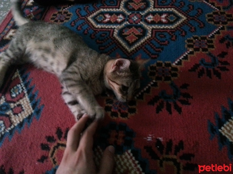 Egyptian Maular, Kedi  Minnoş  fotoğrafı