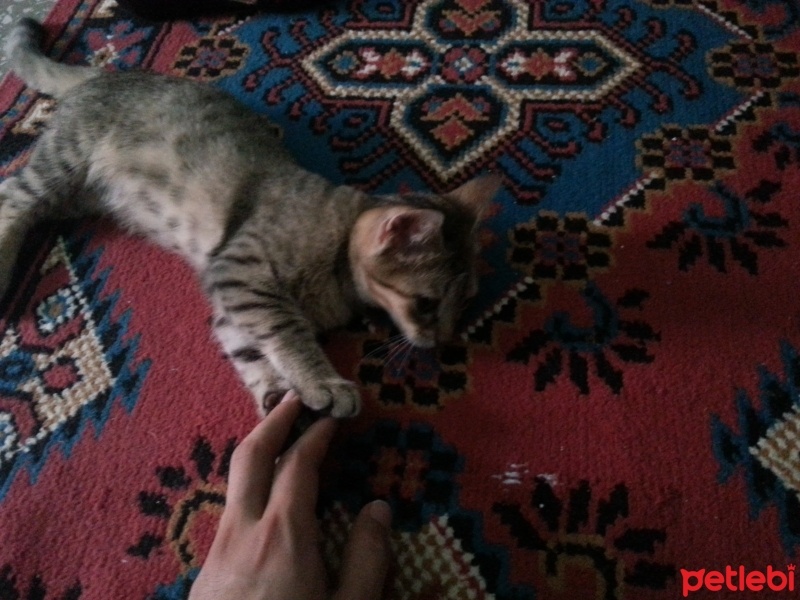 Egyptian Maular, Kedi  Minnoş  fotoğrafı