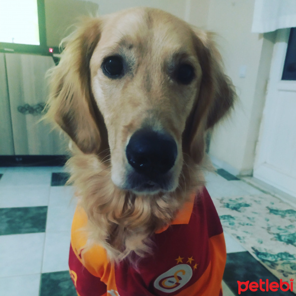 Golden Retriever, Köpek  Çakıl fotoğrafı