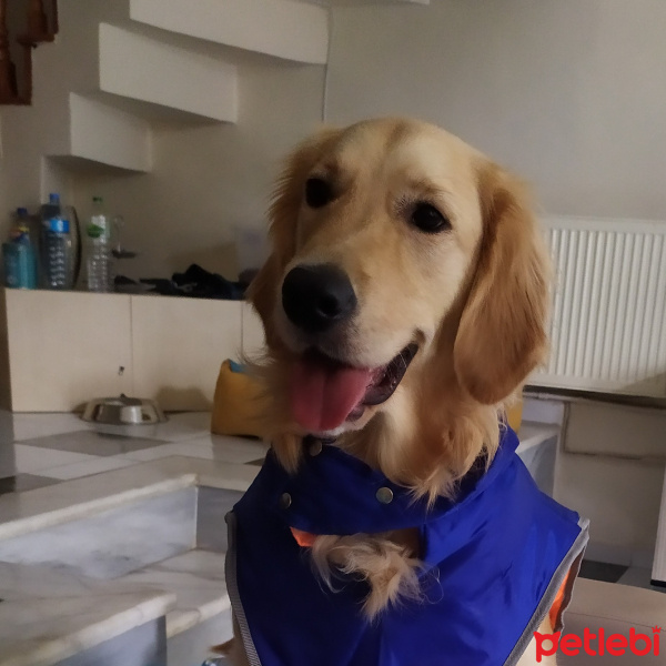 Golden Retriever, Köpek  Çakıl fotoğrafı