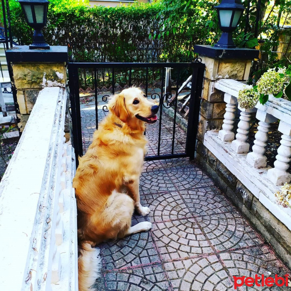 Golden Retriever, Köpek  Çakıl fotoğrafı
