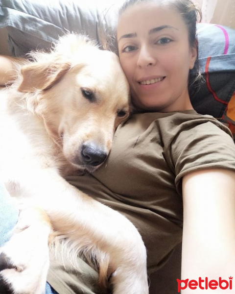 Golden Retriever, Köpek  Çakıl fotoğrafı