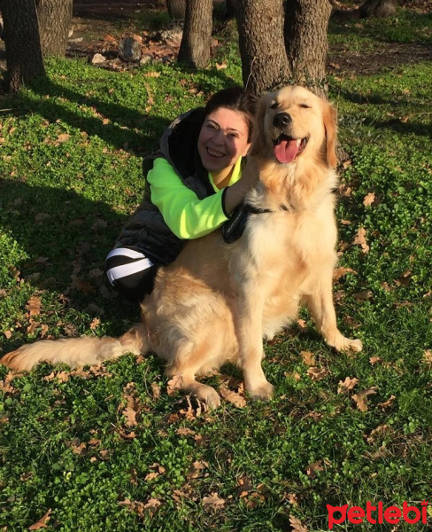 Golden Retriever, Köpek  Çakıl fotoğrafı