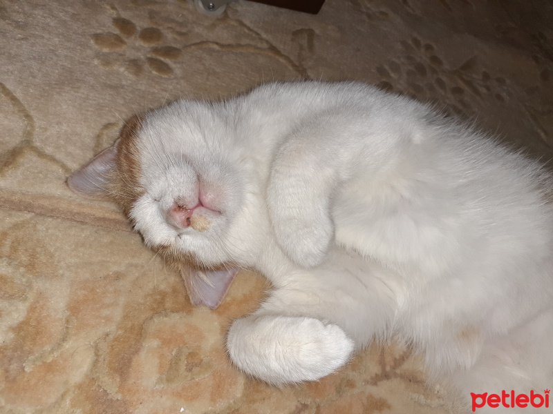 Sarman, Kedi  İrmik fotoğrafı