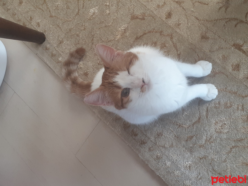 Sarman, Kedi  İrmik fotoğrafı