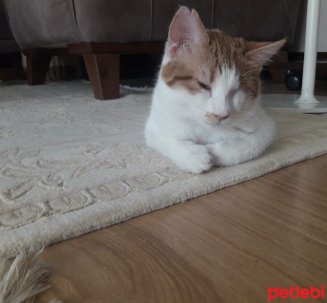 Sarman, Kedi  İrmik fotoğrafı