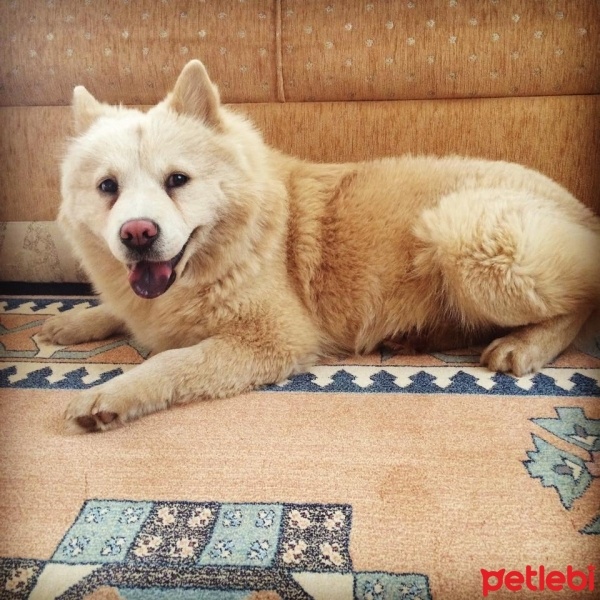 Chow Chow (çin Aslanı), Köpek  Lucy fotoğrafı