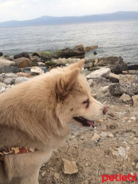 Chow Chow (çin Aslanı), Köpek  Lucy fotoğrafı