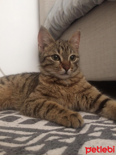 Tekir Kedi, Kedi  Dobby fotoğrafı