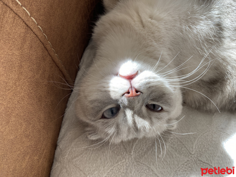 Scottish Fold, Kedi  Carlos fotoğrafı