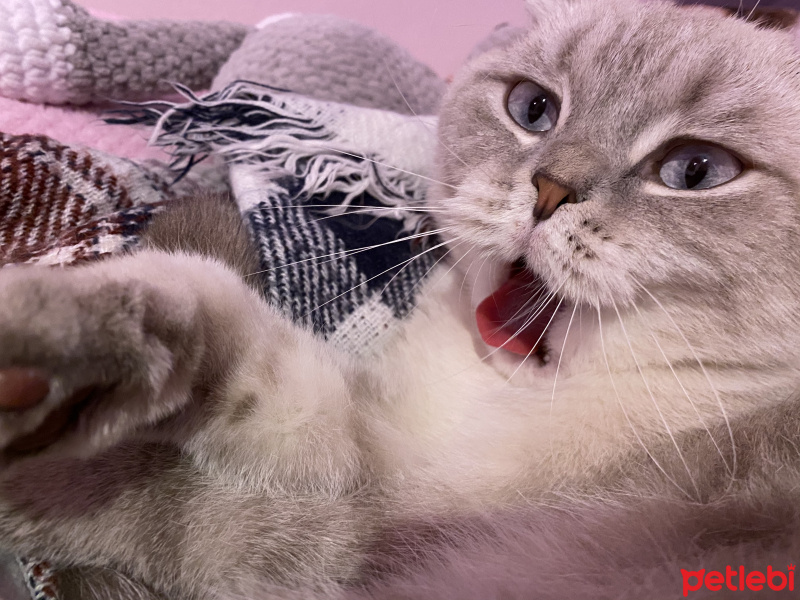 Scottish Fold, Kedi  Carlos fotoğrafı