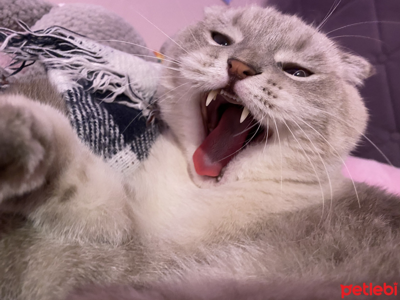 Scottish Fold, Kedi  Carlos fotoğrafı