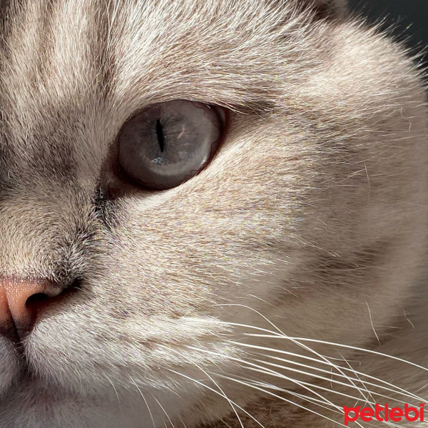 Scottish Fold, Kedi  Carlos fotoğrafı
