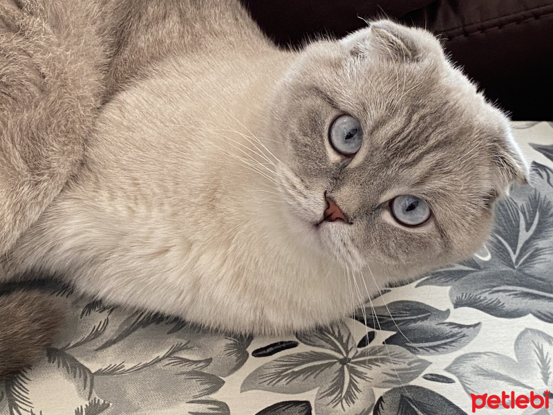 Scottish Fold, Kedi  Carlos fotoğrafı