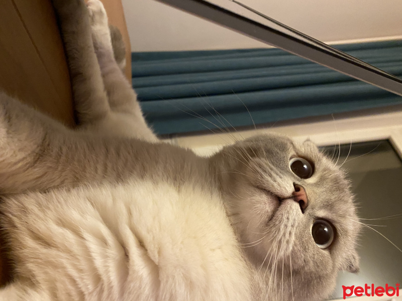 Scottish Fold, Kedi  Carlos fotoğrafı
