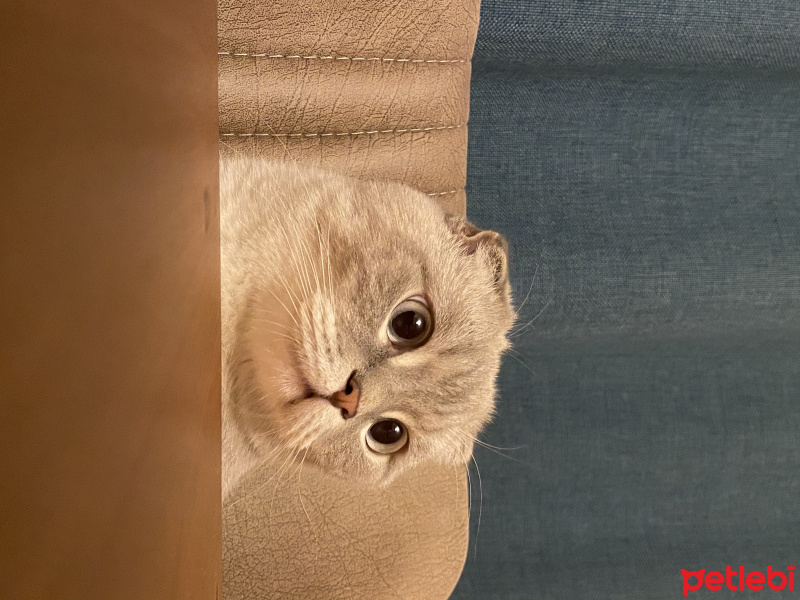 Scottish Fold, Kedi  Carlos fotoğrafı