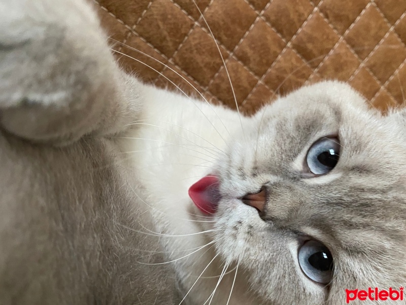 Scottish Fold, Kedi  Carlos fotoğrafı