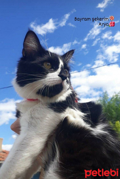 Tuxedo (Smokin) Kedi, Kedi  Arya fotoğrafı