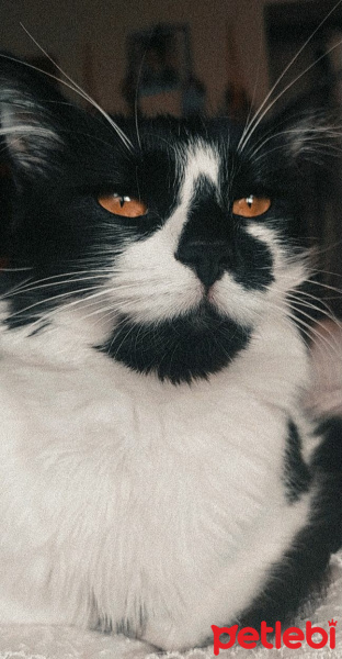 Tuxedo (Smokin) Kedi, Kedi  Arya fotoğrafı