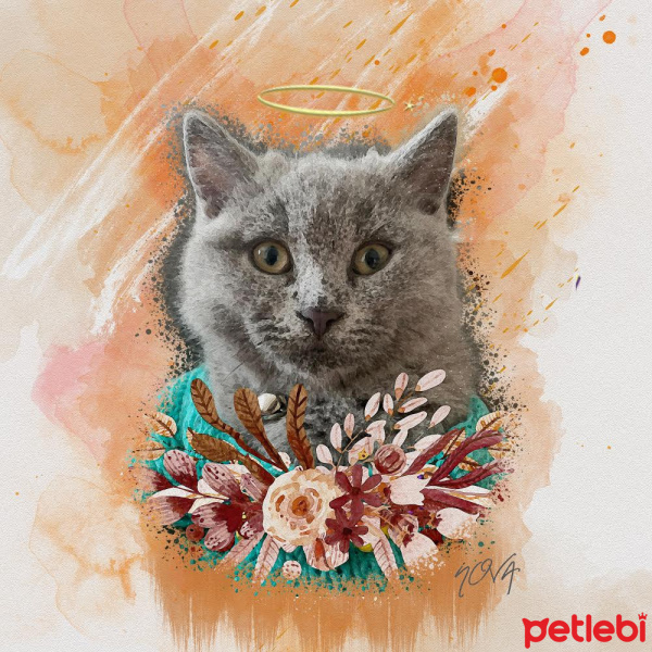 British Shorthair, Kedi  Nova fotoğrafı