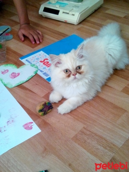 İran Kedisi (Persian), Kedi  Ece fotoğrafı