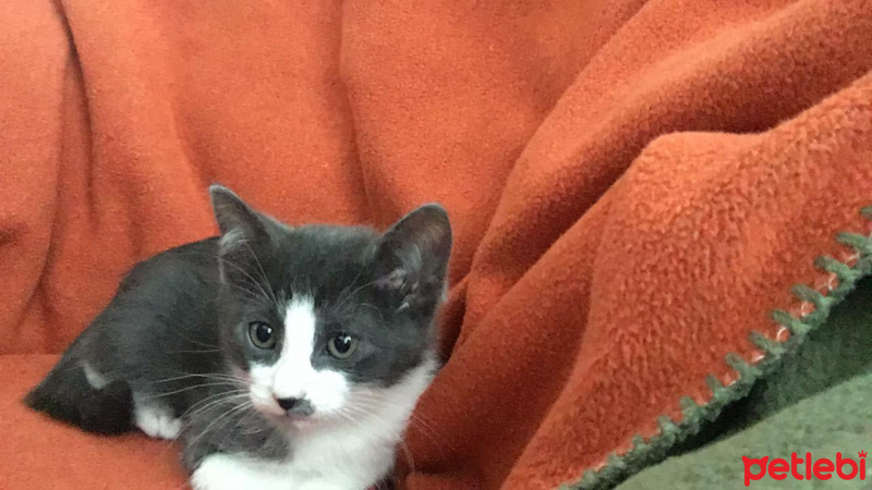 Tekir Kedi, Kedi  Kiri fotoğrafı