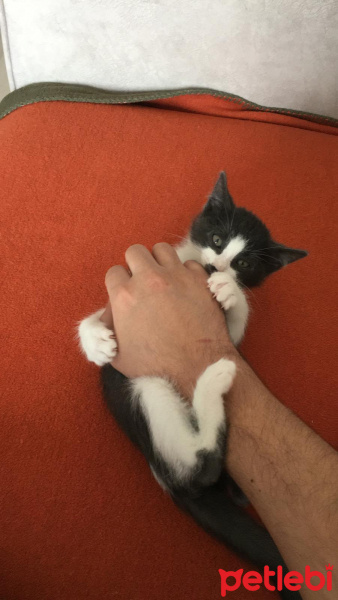 Tekir Kedi, Kedi  Kiri fotoğrafı