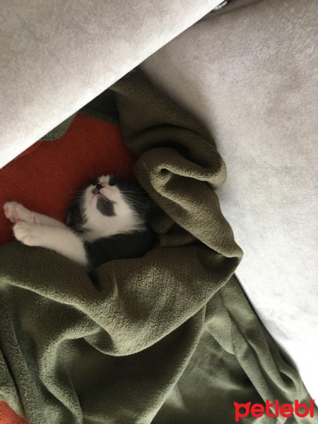 Tekir Kedi, Kedi  Kiri fotoğrafı