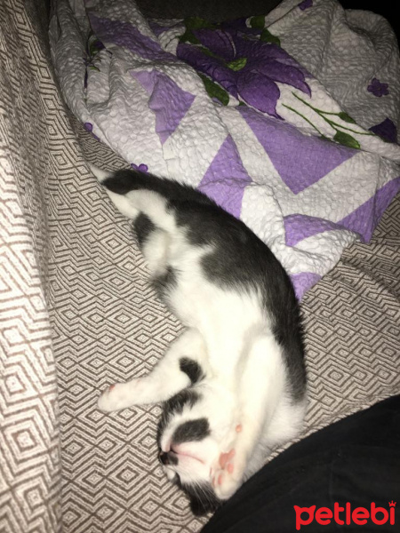 Tekir Kedi, Kedi  Kiri fotoğrafı