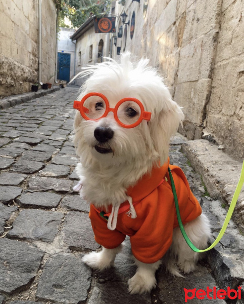 Maltese, Köpek  Nila fotoğrafı