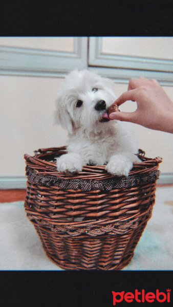 Maltese, Köpek  Nila fotoğrafı