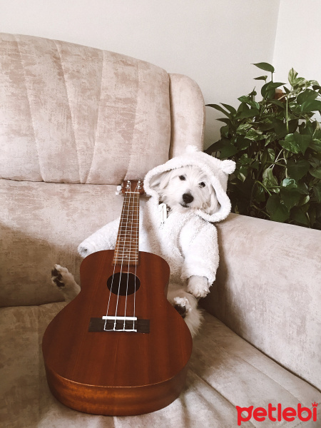 Maltese, Köpek  Nila fotoğrafı