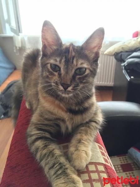 Tekir Kedi, Kedi  Çilek fotoğrafı