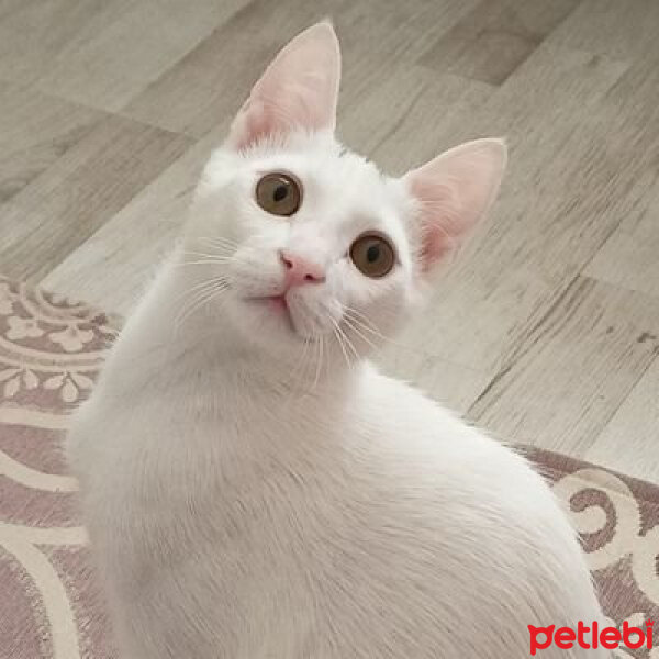 Tekir Kedi, Kedi  SALEP fotoğrafı