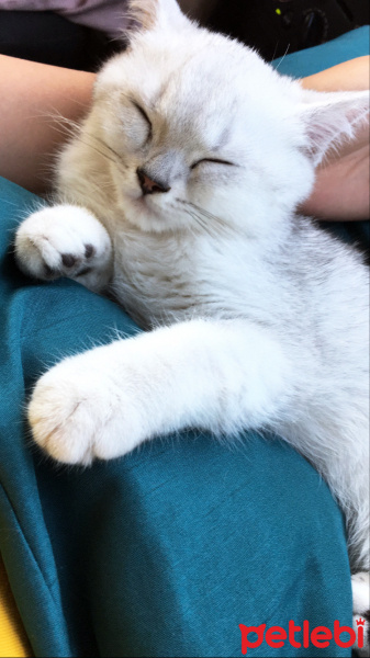 British Shorthair, Kedi  BEY fotoğrafı