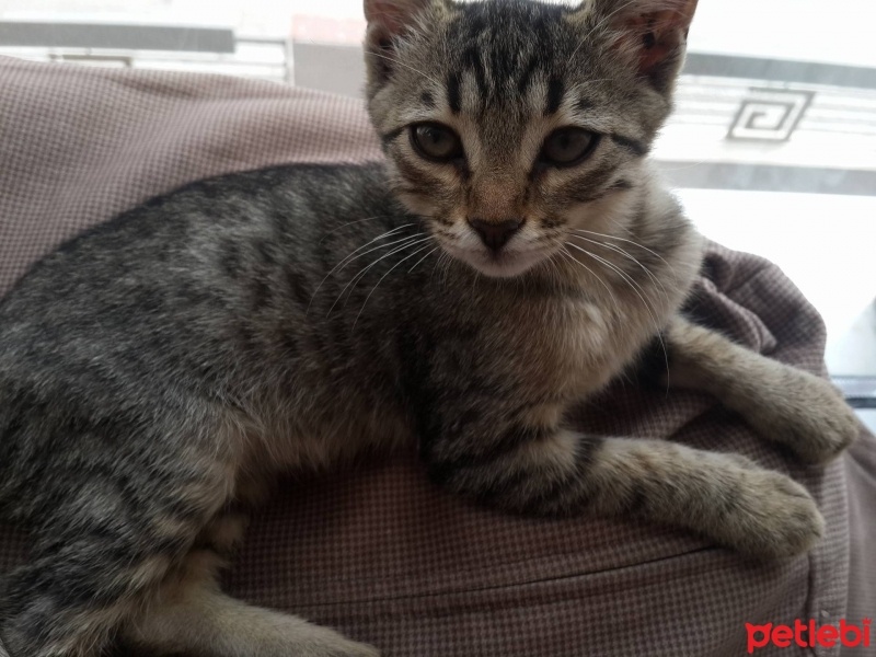 Tekir Kedi, Kedi  Çiskin fotoğrafı