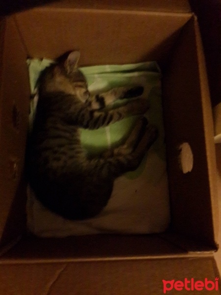 Tekir Kedi, Kedi  Çiskin fotoğrafı