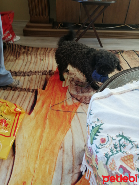 Alman Çoban Köpeği, Köpek  Zeyna fotoğrafı