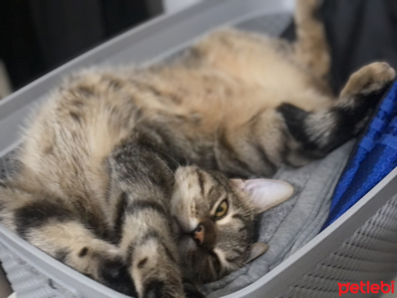 Tekir Kedi, Kedi  Loki fotoğrafı