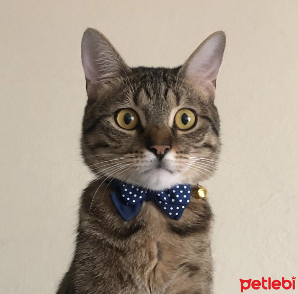 Tekir Kedi, Kedi  Loki fotoğrafı