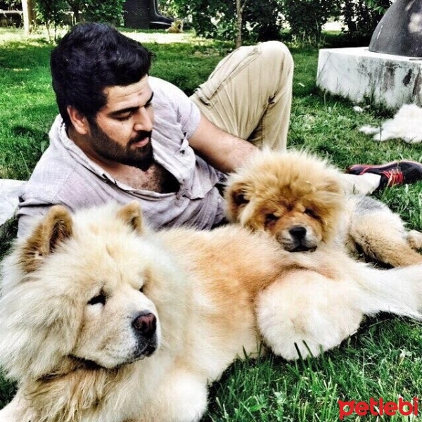 Chow Chow (çin Aslanı), Köpek  Roys fotoğrafı