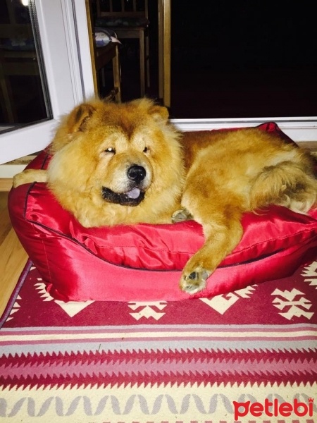 Chow Chow (çin Aslanı), Köpek  Roys fotoğrafı