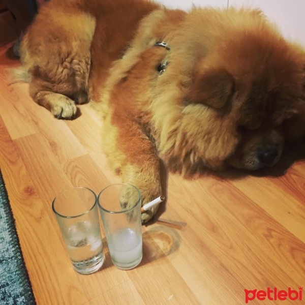 Chow Chow (çin Aslanı), Köpek  Roys fotoğrafı