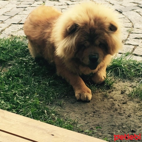Chow Chow (çin Aslanı), Köpek  Roys fotoğrafı