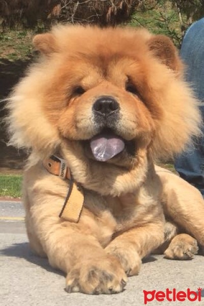 Chow Chow (çin Aslanı), Köpek  Roys fotoğrafı