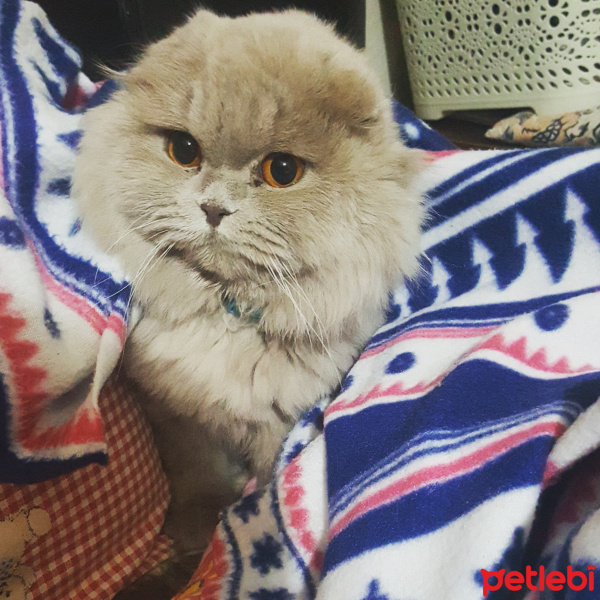 Scottish Fold, Kedi  Leo Melek Oldu fotoğrafı