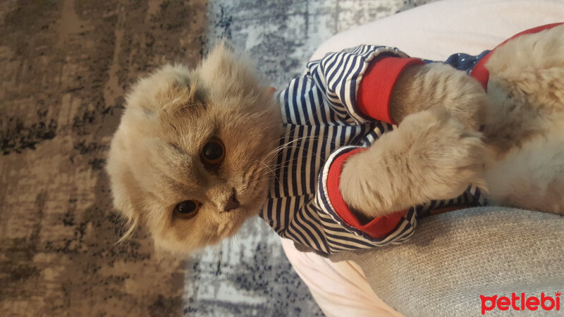 Scottish Fold, Kedi  Leo Melek Oldu fotoğrafı